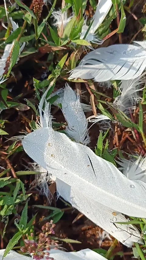 Feathers on the grass with water droplets Stock Footage 170298746