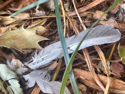 Feathers on the ground Stock Photos