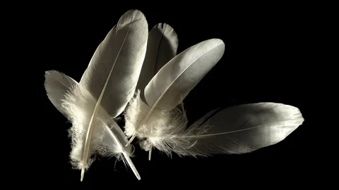 Feathers isolated on black - simple and stylish composition - waft blowing Stock Footage 76055114