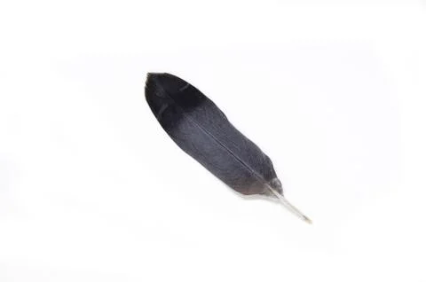 Feathers isolated, Stock Photos