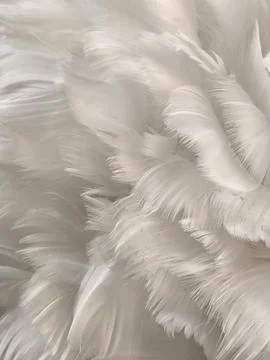 Feathers. Light background of white bird feathers Stock Photos