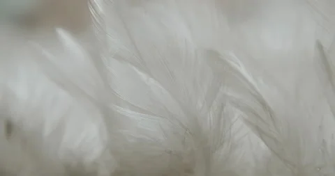 Feathers macro. Stock Footage 157737690