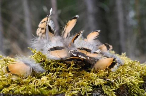 Feathers on moss Stock Photos