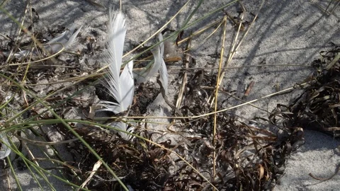 Feathers moving in the wind on the beach Stock Footage 117673503