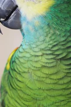 Feathers of parrot Stock Photos