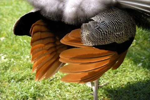 Feathers peacock Stock Photos