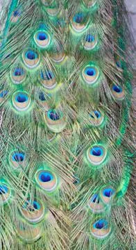 Feathers of a peacock. Stock Photos