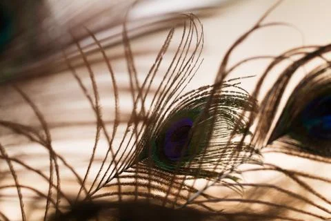 Feathers of peacock Stock Photos
