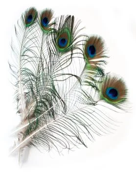 Feathers of Peacock Stock Photos