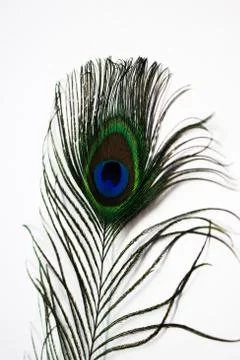 Feathers of Peacock Stock-Fotos