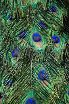 Feathers in a peacock tail Stock Photos
