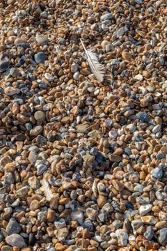 Feathers on a Pebble Beach Stock Photos
