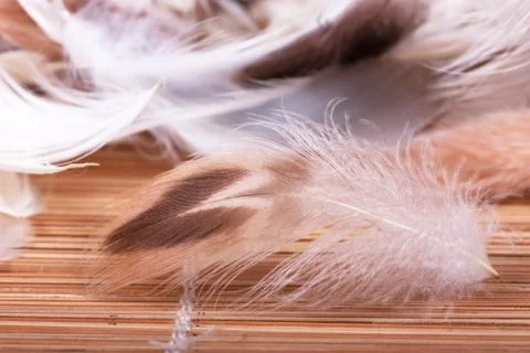 Feathers Stock Photos