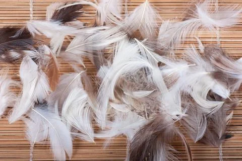 Feathers Stock Photos