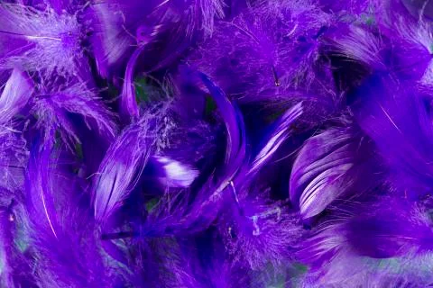 Feathers Stock Photos