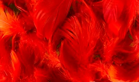 Feathers Stock Photos