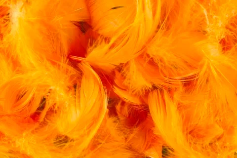 Feathers Stock Photos