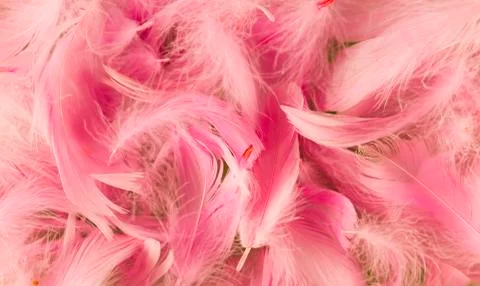 Feathers Foto stock