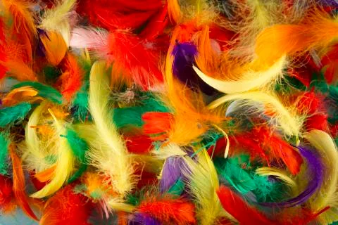Feathers Stock Photos