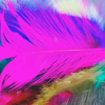 Feathers Stock Photos