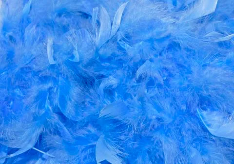 Feathers Stock Photos