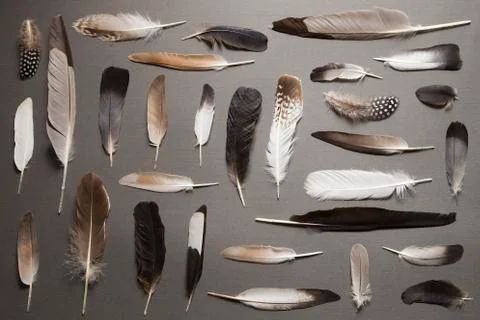 Feathers Фото