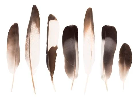 Feathers Stockfoto's