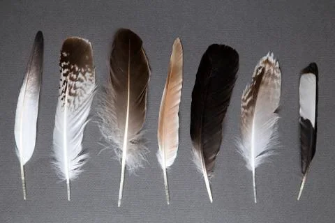 Feathers 库存照片