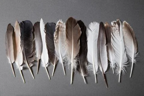 Feathers Stock Photos