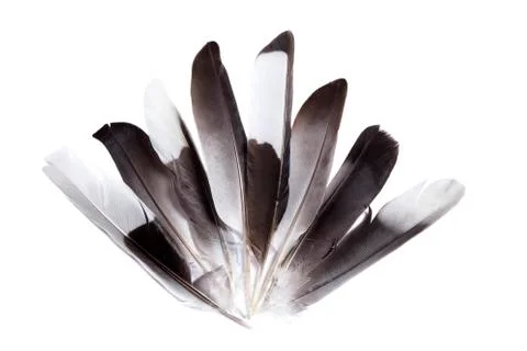 Feathers Stock Photos