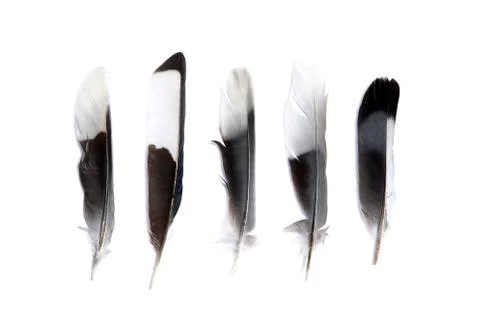 Feathers Фото