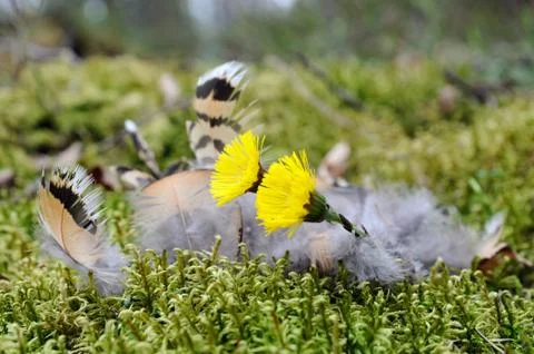 Feathers Stock Photos