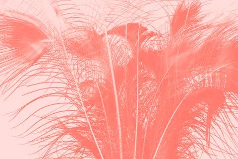 Feathers Foto stock
