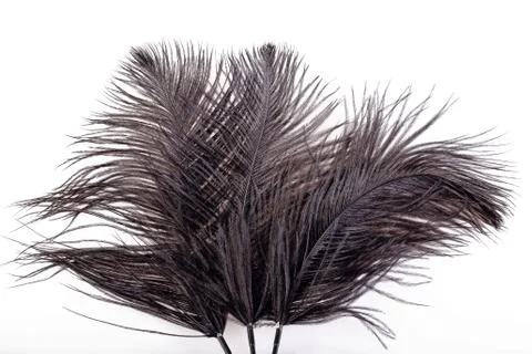 Feathers Foto stock