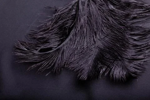 Feathers Stock-Fotos