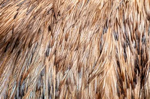 Feathers Stock Photos