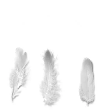 Feathers Stock Photos