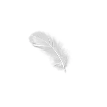 Feathers Foto stock