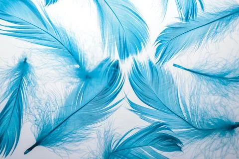 Feathers Stock Photos