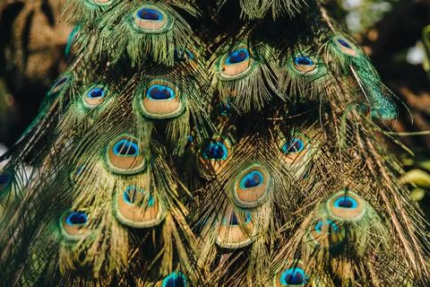 Feathers Stock Photos