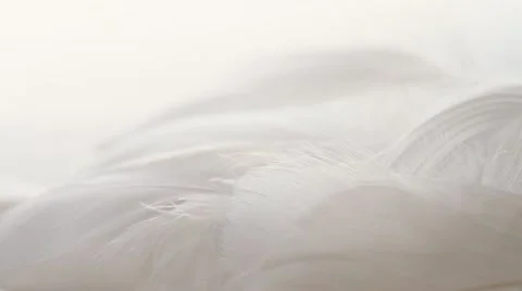 Feathers in pile, white backdrop, macro. Rack focus foreground-background.1080p Stock Footage 21439712