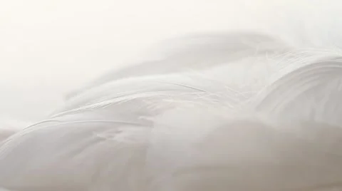 Feathers in pile, white backdrop, macro. End with rack focus to foreground.1080p Stock Footage 21439760