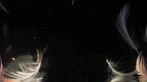 Feathers resting underwater Stock Footage 115836183