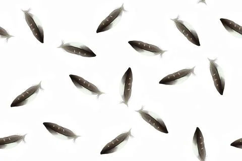 Feathers seamless pattern on white isolated background Stock Photos