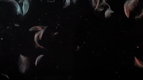 Feathers in slowmotion Stock Footage 115836113