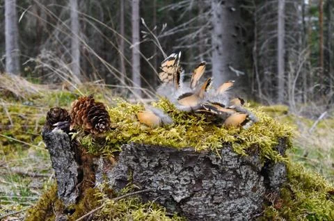 Feathers on stub Stock Photos