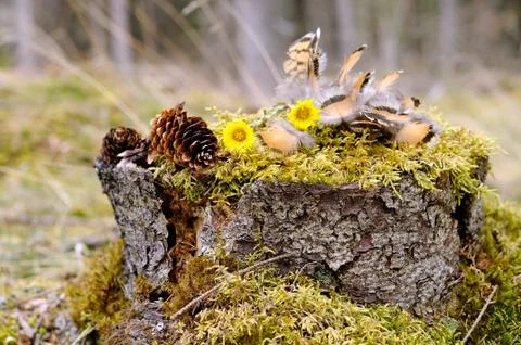 Feathers on a stub Stock Photos