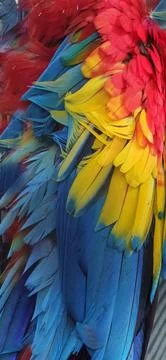 Feathers texture background, bright feathers of bird wing closeup in natura.. Stock Photos