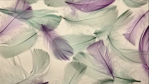 Feathers texture. blue purple feathers background. Stock Footage 152546215