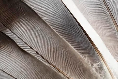 Feathers texture 库存照片
